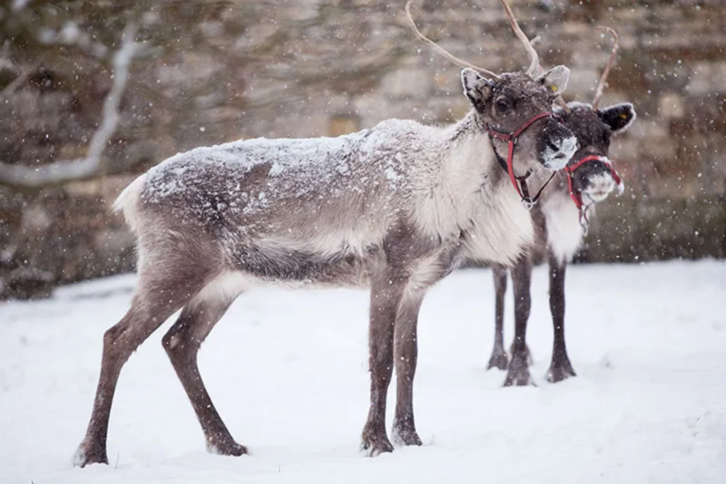 2 Happy Reindeer in the snow looking majestic